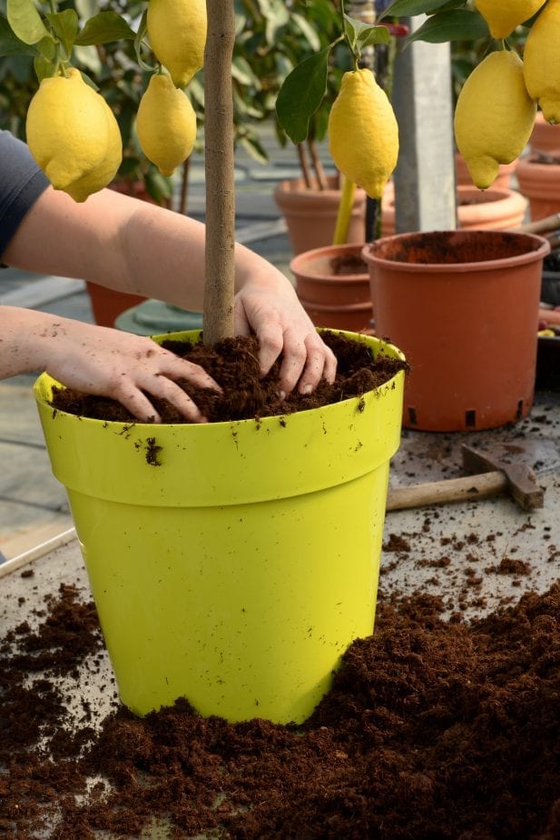 If you learn how to grow citrus on your patio, you will not only have fruit, but some awesome smells. When it comes to beautiful and unique plants to grow on your patio you can't get more creative than growing citrus. #citrusplants #gardening #howtogrowcitrus #patiogarden #balconygardening