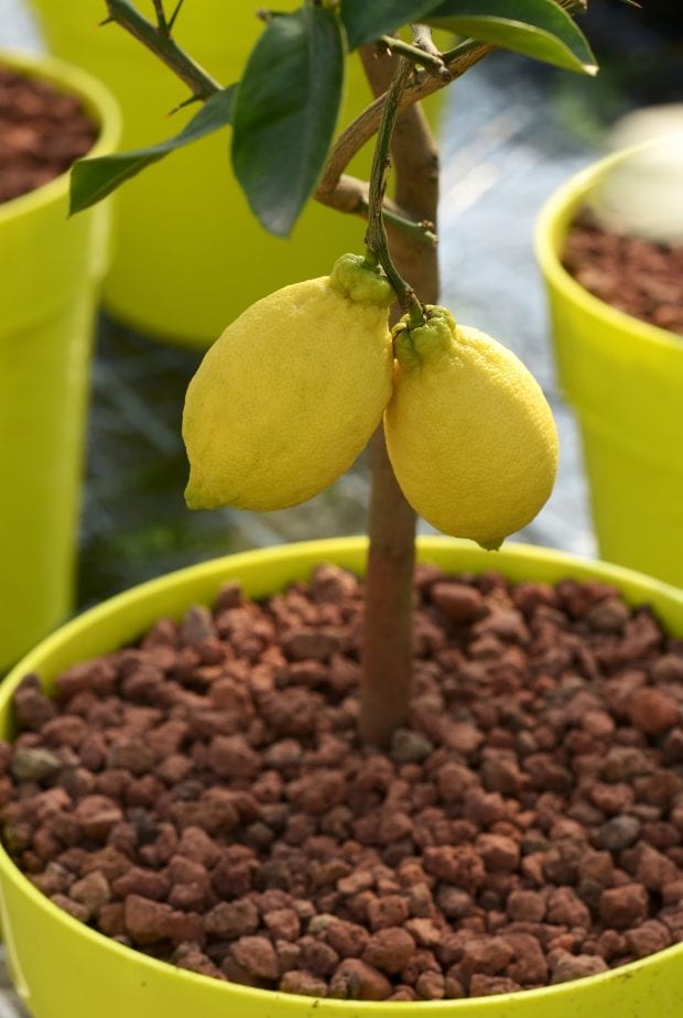 If you learn how to grow citrus on your patio, you will not only have fruit, but some awesome smells. When it comes to beautiful and unique plants to grow on your patio you can't get more creative than growing citrus. #citrusplants #gardening #howtogrowcitrus #patiogarden #balconygardening