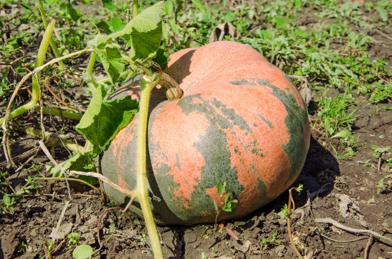 Learning how to grow pumpkins in your garden can be extremely rewarding. From large jack-o'-lantern pumpkins to sweet pie pumpkins you have many great options when planting the squash. #pumpkins #howtogrowpumpkins #gardening