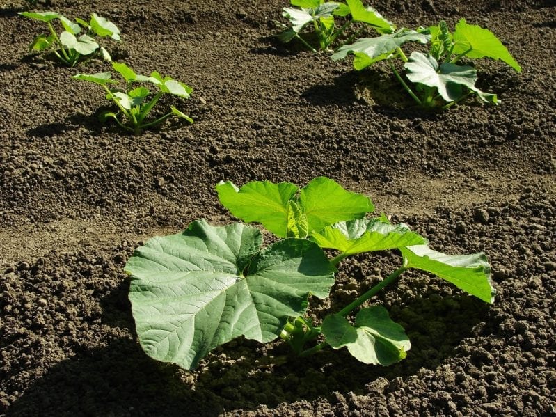Learning how to grow pumpkins in your garden can be extremely rewarding. From large jack-o'-lantern pumpkins to sweet pie pumpkins you have many great options when planting the squash. #pumpkins #howtogrowpumpkins #gardening