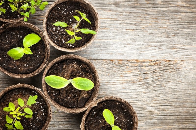 Learning how to grow pumpkins in your garden can be extremely rewarding. From large jack-o'-lantern pumpkins to sweet pie pumpkins you have many great options when planting the squash. #pumpkins #howtogrowpumpkins #gardening