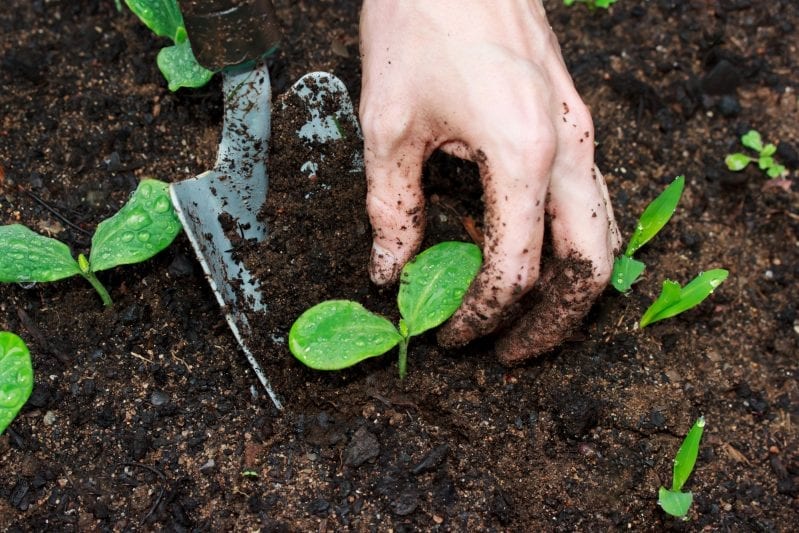 Learning how to grow pumpkins in your garden can be extremely rewarding. From large jack-o'-lantern pumpkins to sweet pie pumpkins you have many great options when planting the squash. #pumpkins #howtogrowpumpkins #gardening