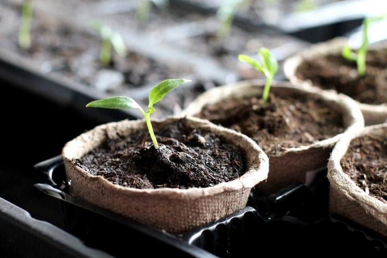 Learning how to grow pumpkins in your garden can be extremely rewarding. From large jack-o'-lantern pumpkins to sweet pie pumpkins you have many great options when planting the squash. #pumpkins #howtogrowpumpkins #gardening