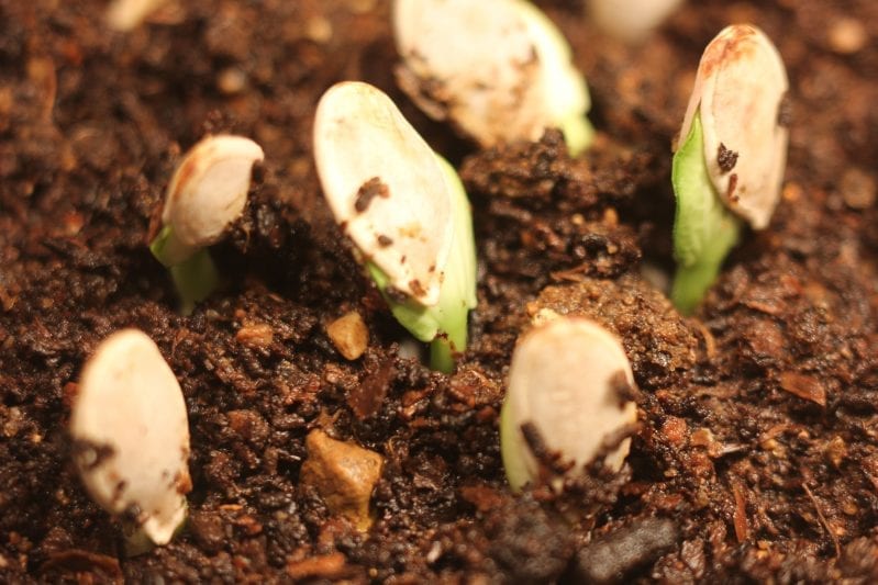 Learning how to grow pumpkins in your garden can be extremely rewarding. From large jack-o'-lantern pumpkins to sweet pie pumpkins you have many great options when planting the squash. #pumpkins #howtogrowpumpkins #gardening