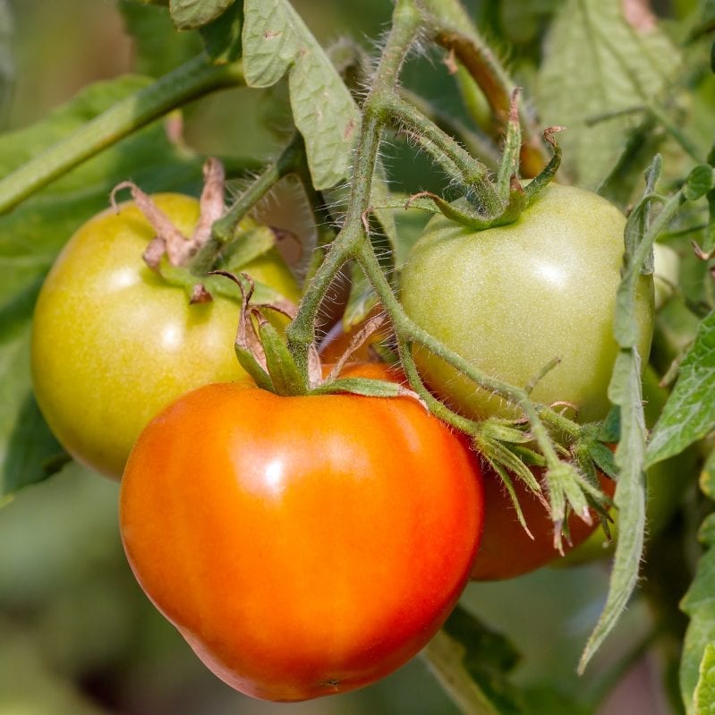 Learning how to grow tomatoes is one of the most rewarding things in your garden. These tall plants are easy to care for and produce a large flavorful harvest. #gardening #howtogrowtomatoes #tomatoes