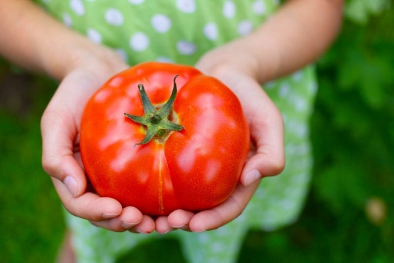 Learning how to grow tomatoes is one of the most rewarding things in your garden. These tall plants are easy to care for and produce a large flavorful harvest. #gardening #howtogrowtomatoes #tomatoes
