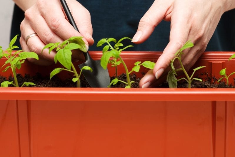 Learning how to grow tomatoes is one of the most rewarding things in your garden. These tall plants are easy to care for and produce a large flavorful harvest. #gardening #howtogrowtomatoes #tomatoes