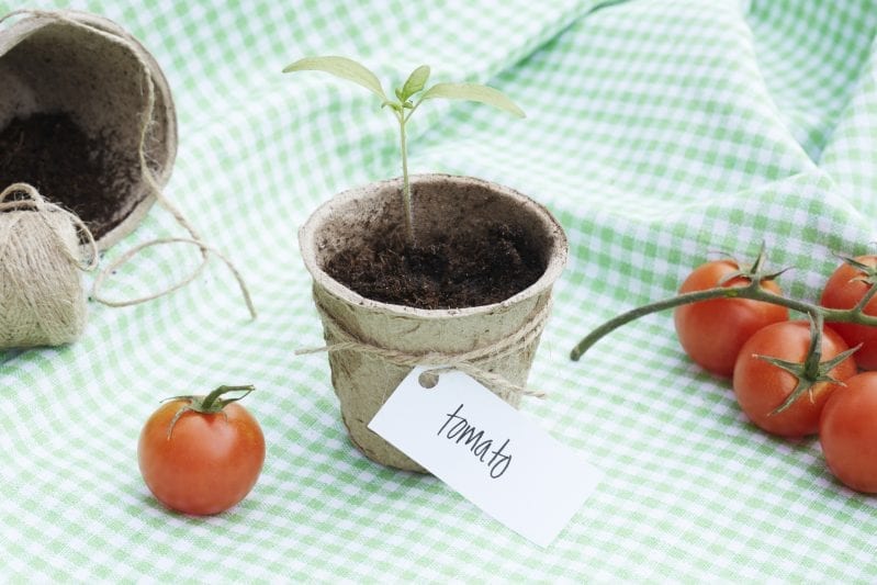 Learning how to grow tomatoes is one of the most rewarding things in your garden. These tall plants are easy to care for and produce a large flavorful harvest. #gardening #howtogrowtomatoes #tomatoes