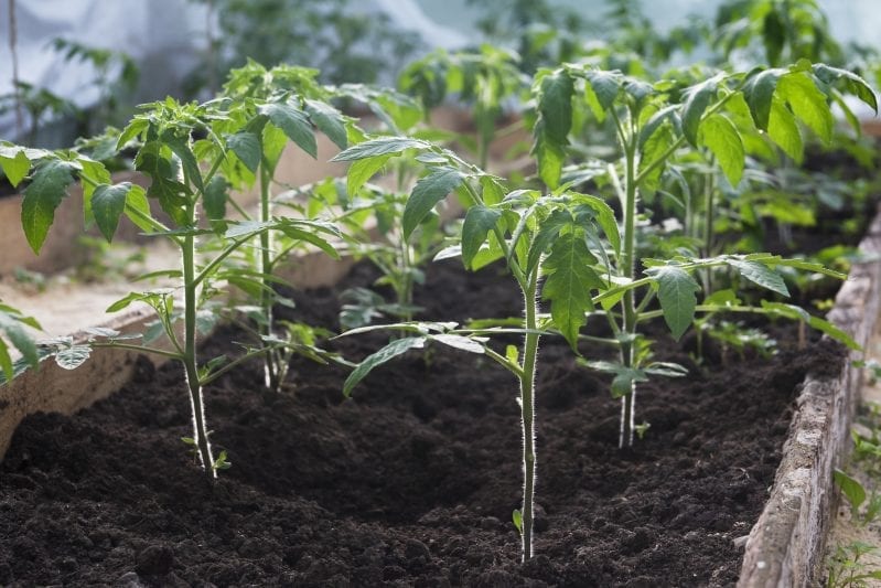 Learning how to grow tomatoes is one of the most rewarding things in your garden. These tall plants are easy to care for and produce a large flavorful harvest. #gardening #howtogrowtomatoes #tomatoes