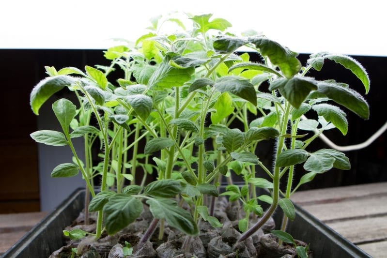 Learning how to grow tomatoes is one of the most rewarding things in your garden. These tall plants are easy to care for and produce a large flavorful harvest. #gardening #howtogrowtomatoes #tomatoes