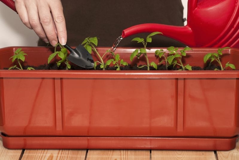 Learning how to grow tomatoes is one of the most rewarding things in your garden. These tall plants are easy to care for and produce a large flavorful harvest. #gardening #howtogrowtomatoes #tomatoes