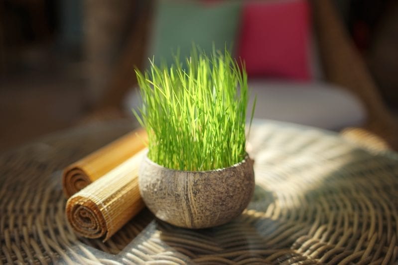 When it comes to making your patio an inviting entertaining space you can't go wrong with surrounding your space with plenty of live plants. #gardening #patiogardening #patiogarden #patioplants