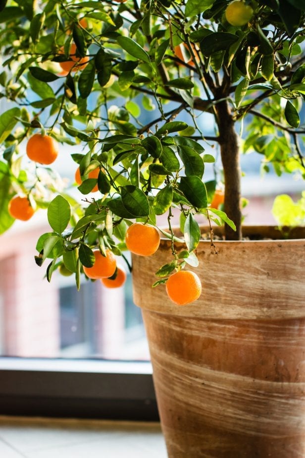 When it comes to making your patio an inviting entertaining space you can't go wrong with surrounding your space with plenty of live plants. #gardening #patiogardening #patiogarden #patioplants
