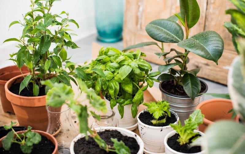 When it comes to making your patio an inviting entertaining space you can't go wrong with surrounding your space with plenty of live plants. #gardening #patiogardening #patiogarden #patioplants