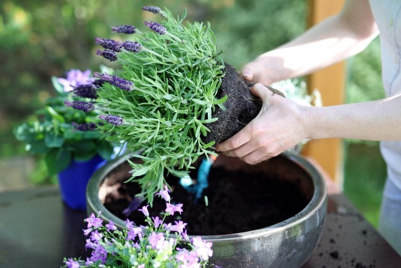 When it comes to making your patio an inviting entertaining space you can't go wrong with surrounding your space with plenty of live plants. #gardening #patiogardening #patiogarden #patioplants