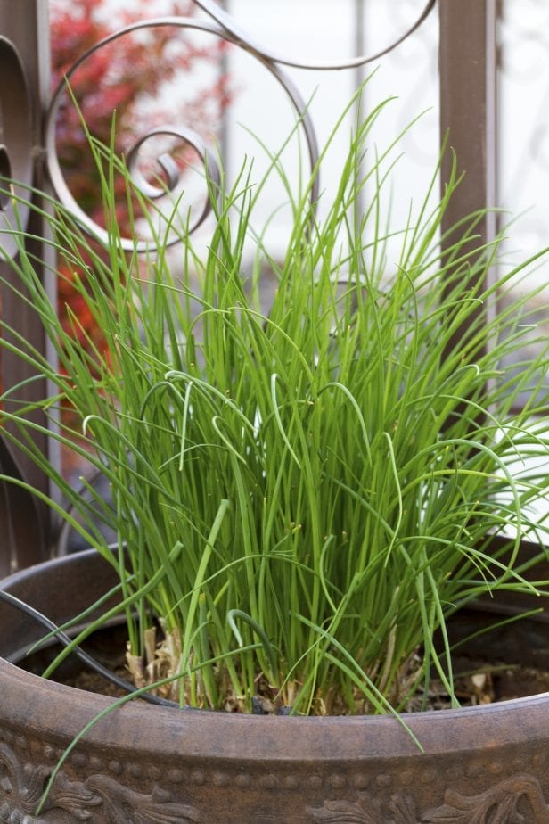 When it comes to making your patio an inviting entertaining space you can't go wrong with surrounding your space with plenty of live plants. #gardening #patiogardening #patiogarden #patioplants