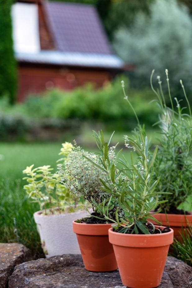 When it comes to making your patio an inviting entertaining space you can't go wrong with surrounding your space with plenty of live plants. #gardening #patiogardening #patiogarden #patioplants