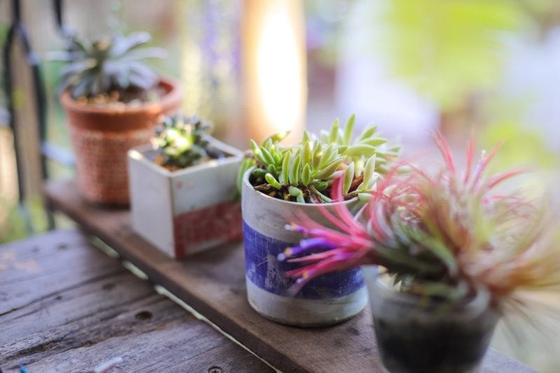 When it comes to making your patio an inviting entertaining space you can't go wrong with surrounding your space with plenty of live plants. #gardening #patiogardening #patiogarden #patioplants