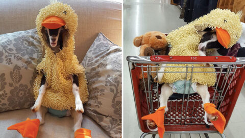 This Rescue Goat Suffers From Anxiety, and She Only Calms Down When Wearing Her Duck Costume