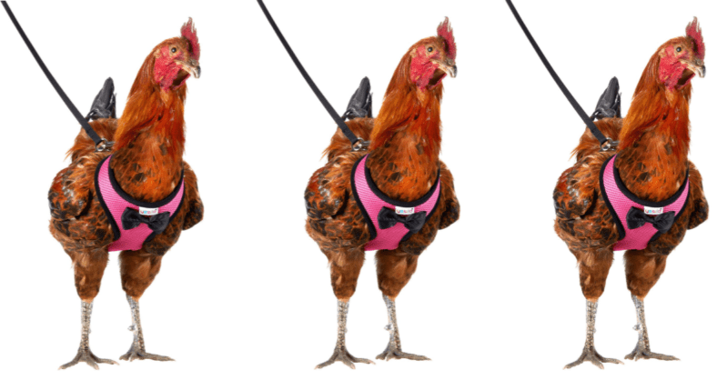 You Can Get A Harness For Your Chicken SO YOU CAN GO ON CHICKEN WALKS