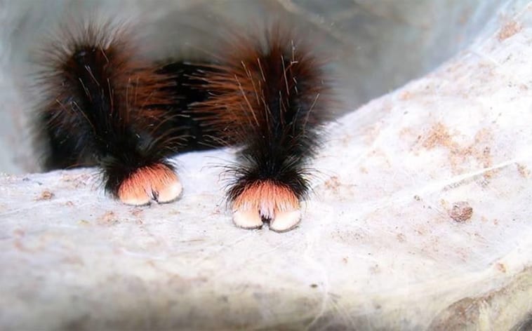 Spiders Have Tiny Paws and They’re So Adorable, You Will No Longer Be Afraid Of Them