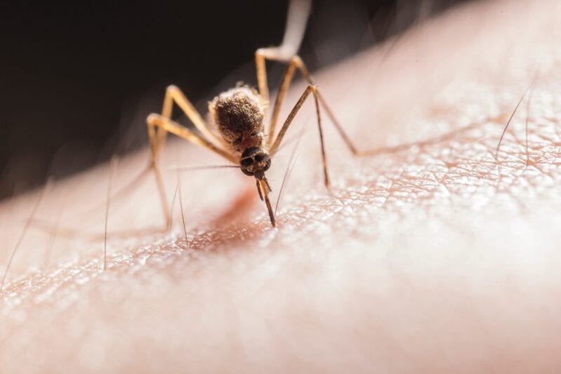 According to Science, This Is Why You’re A Mosquito Magnet