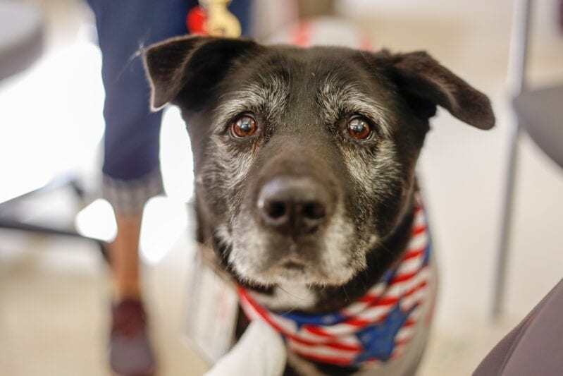 Here’s How You Can Keep Your Dogs Calm During Fireworks