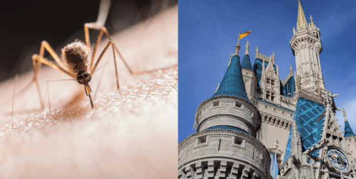 Ever wondered why you don't see Mosquitoes in the disney parks? here's why!