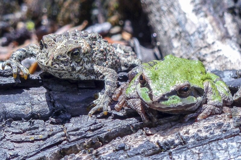 People Are Snorting Powdered Toad Secretions To Feel Happier