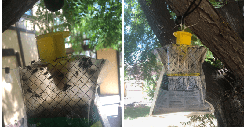 Got Flies? People Are Saying These Are The Best Fly Traps And I Agree