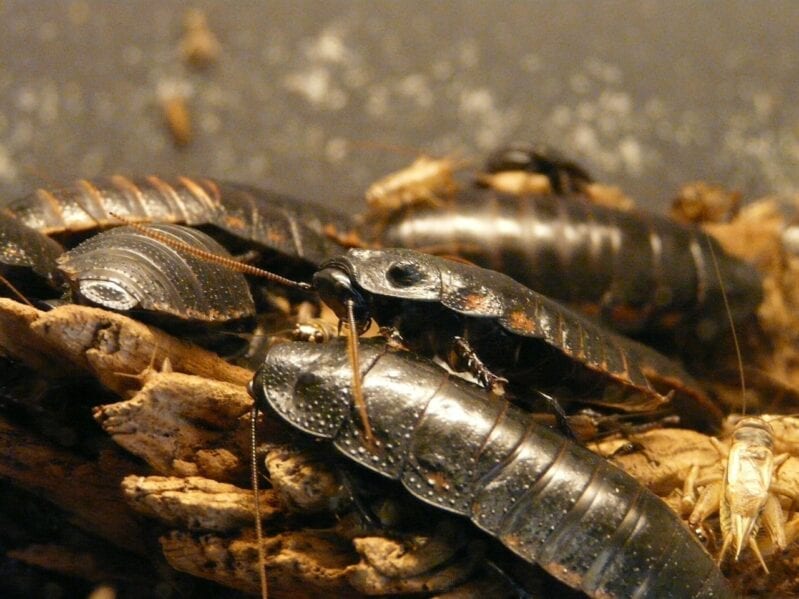 People Are Obsessed with Cockroach Juice, Here’s Why