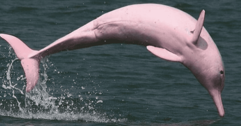 An Almost Extinct Pink Dolphin Had A Baby Calf and I’m Swimming With Joy