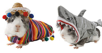 Move Over Cute Cat Memes, PetSmart has Guinea Pig Costumes, And I’m Dying