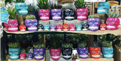 Trader Joes is Selling $4 Succulent Skulls and I Need One In Every Color