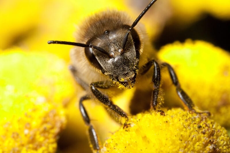 Bees Have Been Declared The Most Important Thing On The Planet