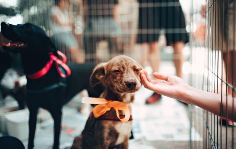 The House Passed A Bill Making Animal Cruelty a Federal Felony