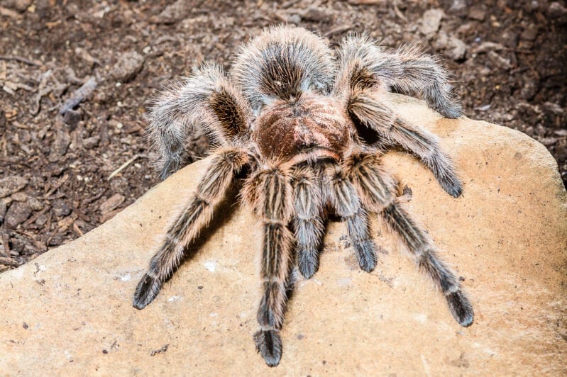 Thousands of Tarantulas Have Been Spotted In The Bay Area Looking For Mates and My Skin is Crawling