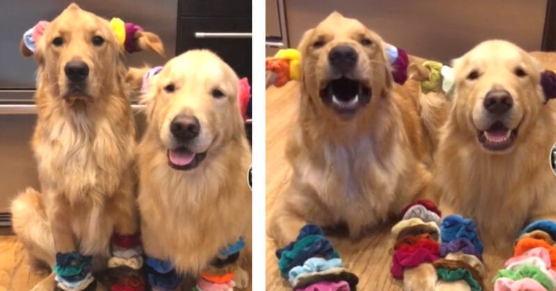 This VSCO Dog Video Is The Cutest Thing Ever