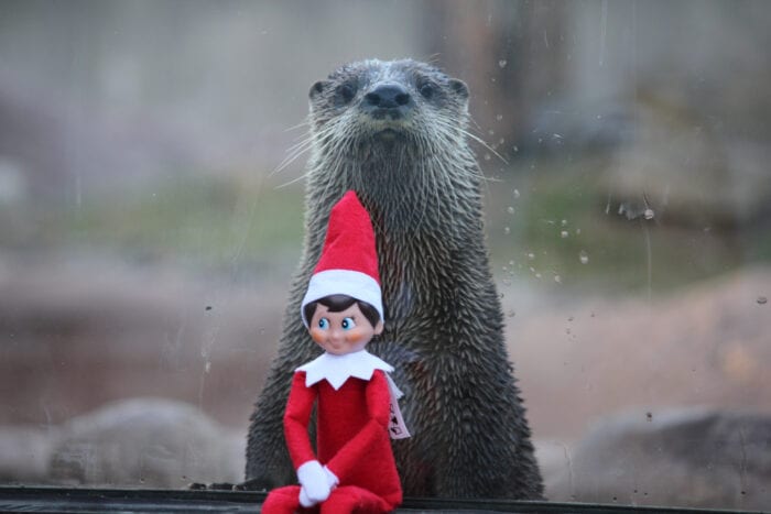 Elf on The Shelf