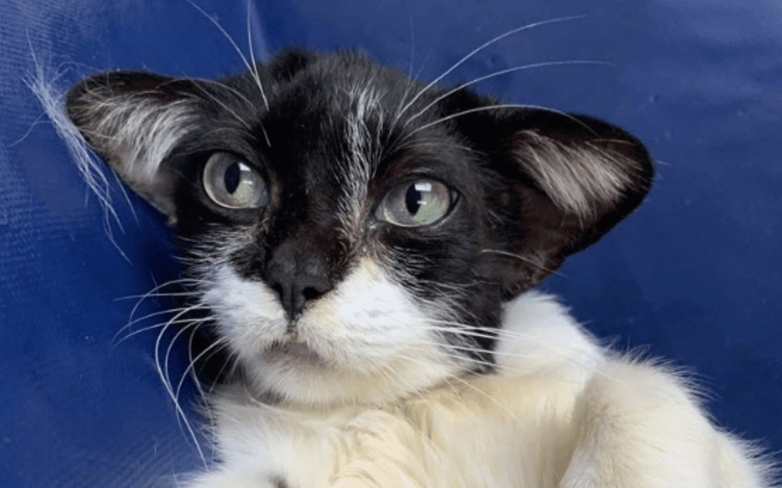 This Cat Looks Just Like Baby Yoda And I Think I Am In Love