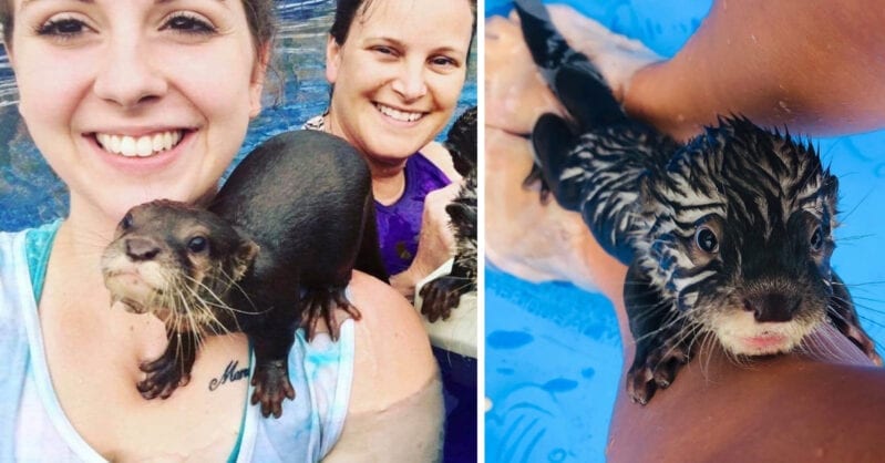 You Can Swim With Otters At A Preserve In Louisiana And I’m On My Way Now