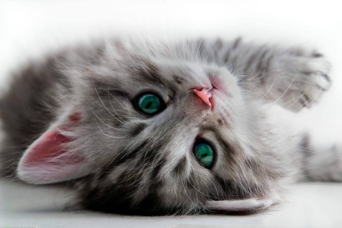 Scientists Have Successfully Created A ‘Vaccine’ To Help People with Cat Allergies