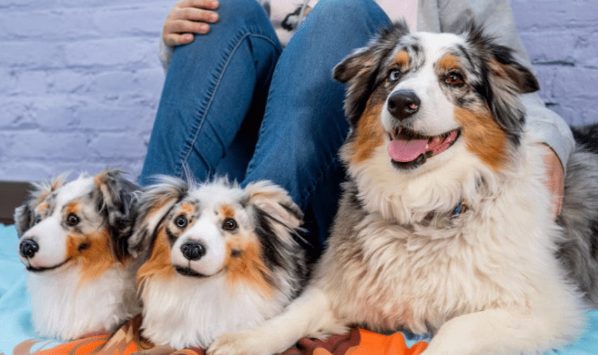 These Custom Slippers Are Made to Look Exactly Like Your Dog