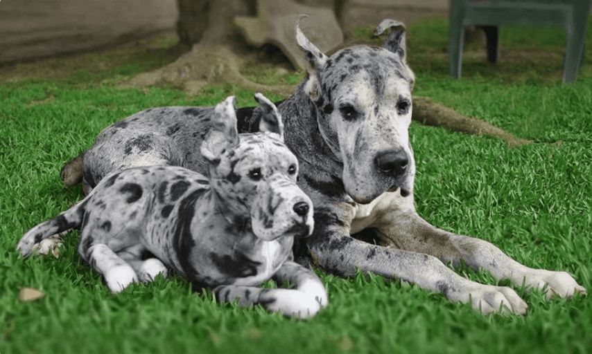 You Can Get Custom Stuffed Animals That Look Exactly Like Your Dog