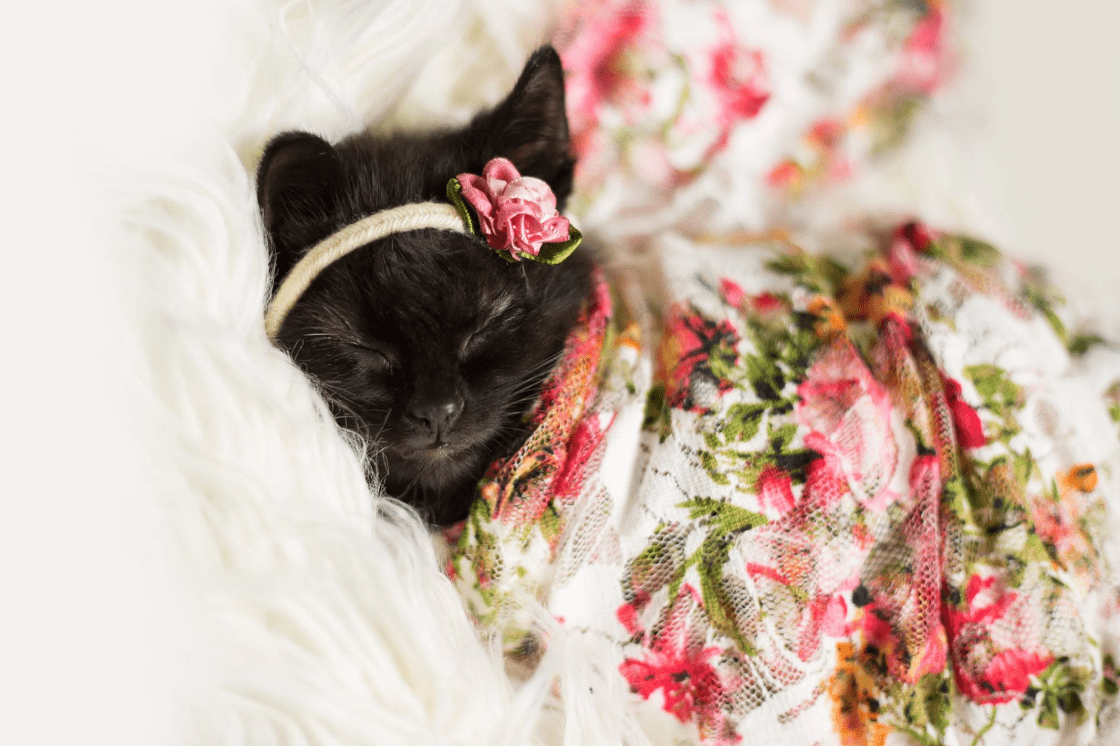 This Newborn Kitten Photoshoot Is The Sweetest Thing I’ve Seen All Day