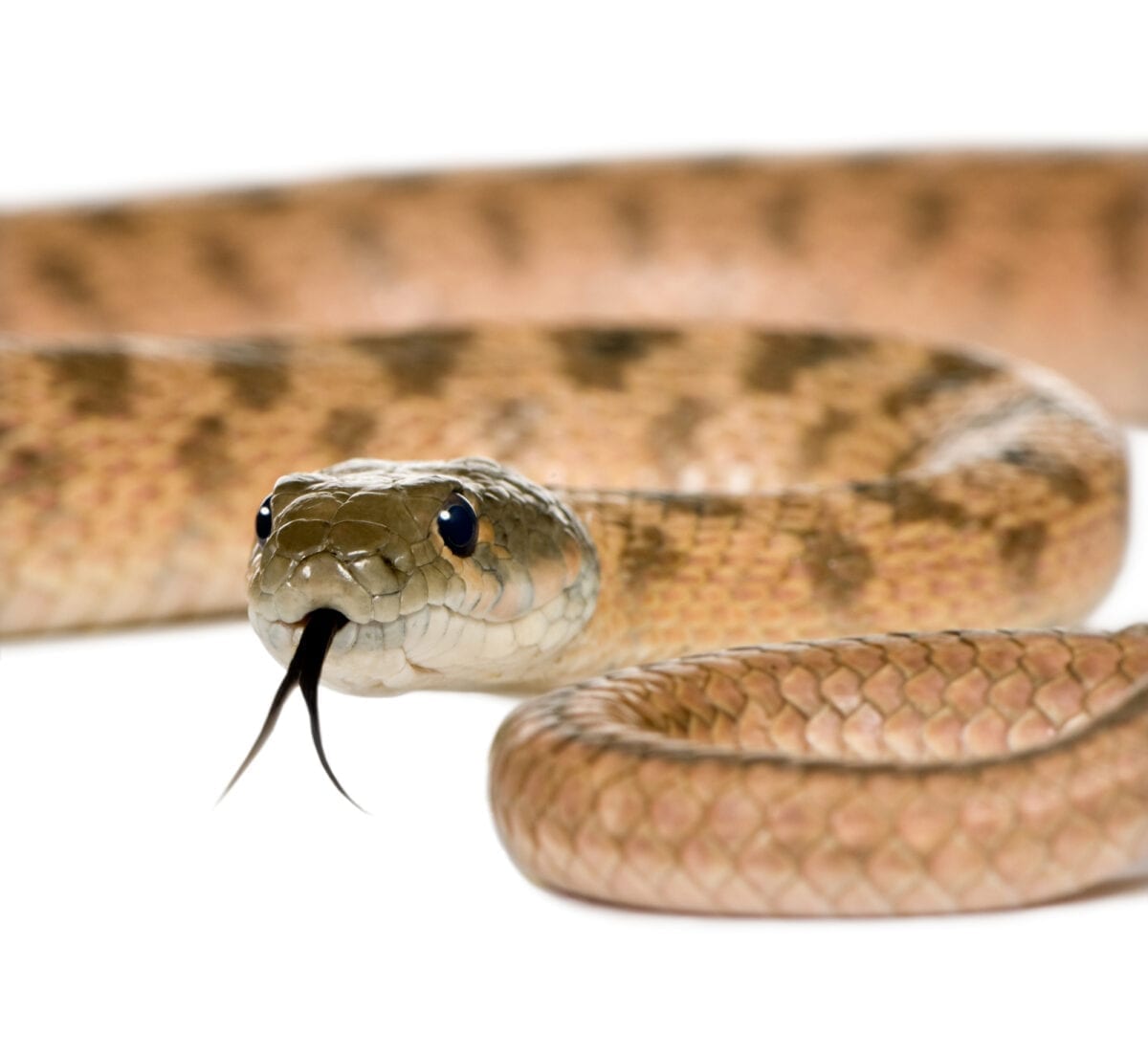 This Zoo Will Name a Rat After Your Ex, Then Feed It To A Snake For Valentine’s Day