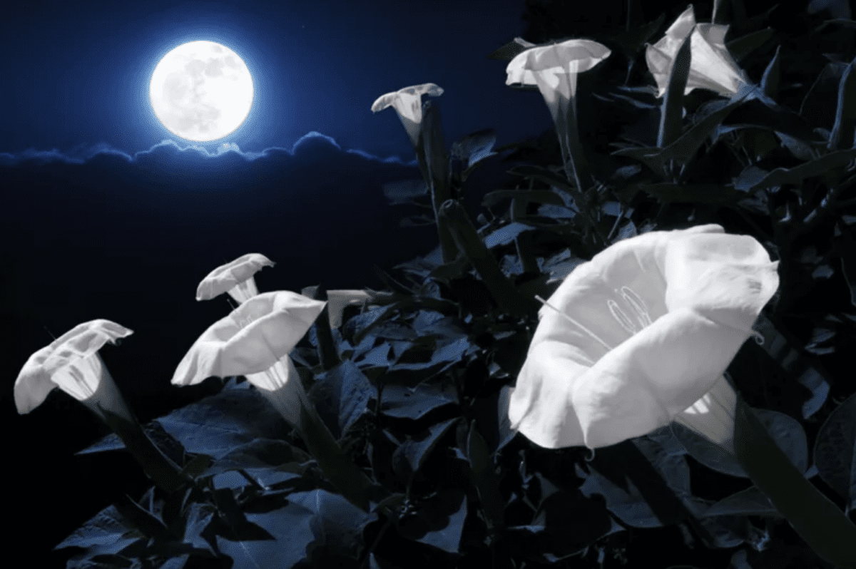 You Can Plant Your Own Moon Garden That Blooms At Night and It Is Magical