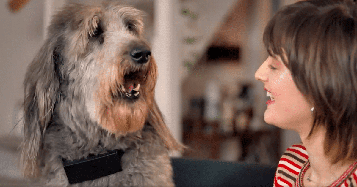 You Can Get A Collar That Swears Every Time Your Dog Barks