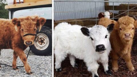 There Are Fluffy Miniature Cows You Can Own As A Pet And They Are Adorable