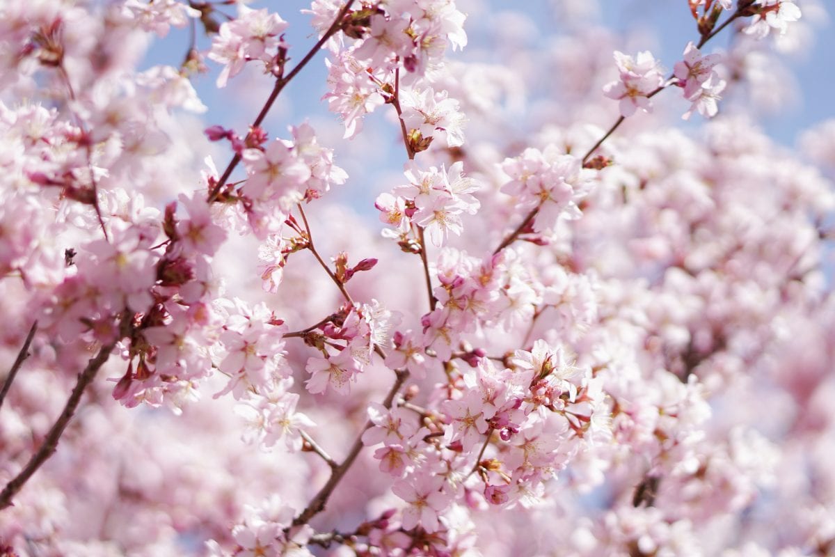 You Can Take A Virtual Tour Of The Cherry Blossom Festival and It’s Gorgeous